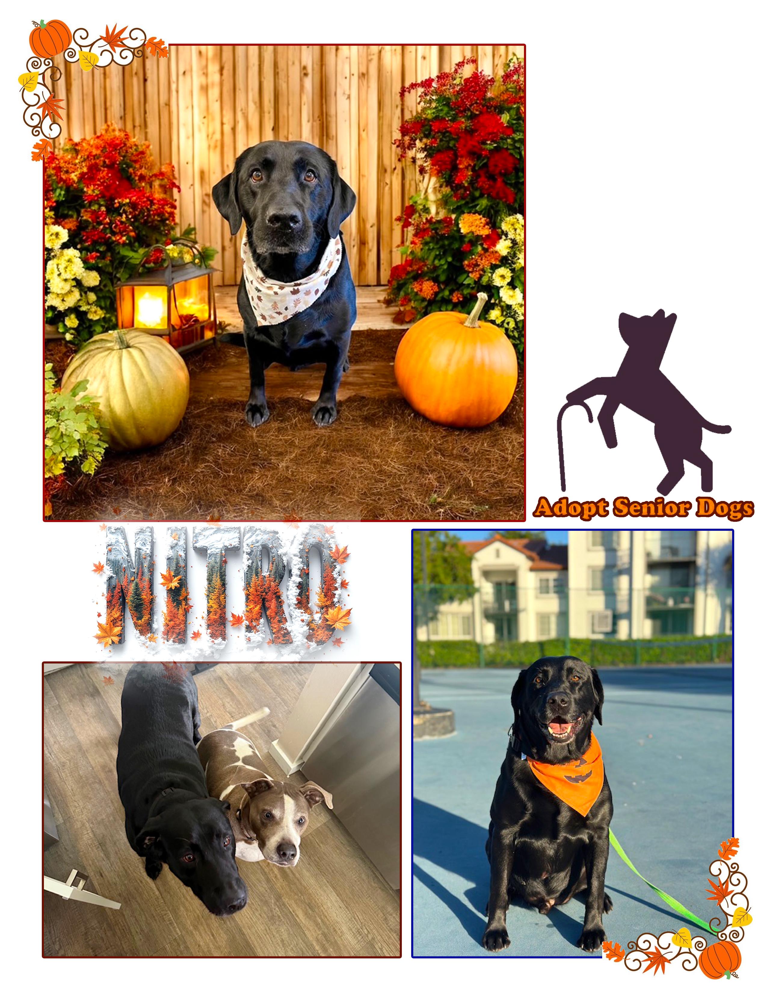 Nitro, a Adoptable Black Labrador Retriever in Margate, FL image 1/6