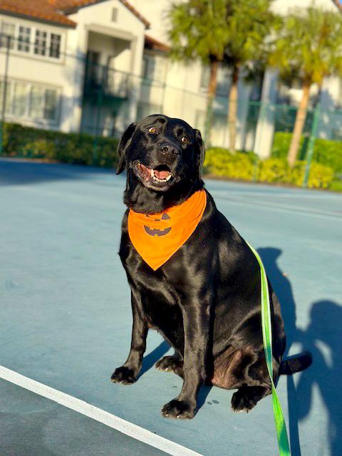 Nitro, a Adoptable Black Labrador Retriever in Margate, FL image 2/6