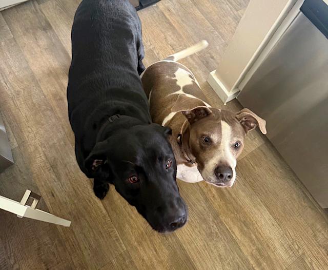 Nitro, a Adoptable Black Labrador Retriever in Margate, FL image 5/6