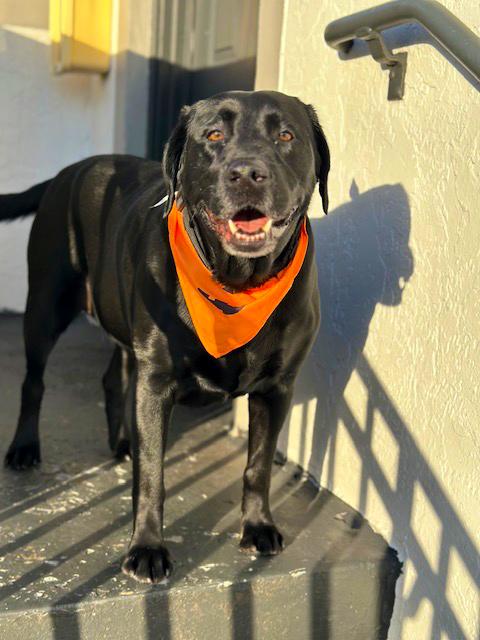 Nitro, a Adoptable Black Labrador Retriever in Margate, FL image 3/6