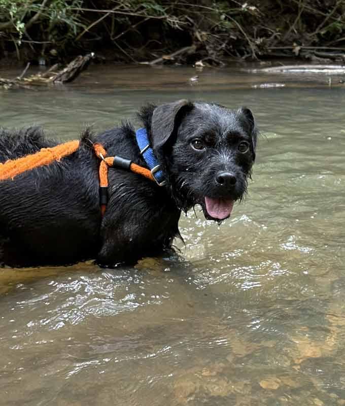 Enlarge Clay, a Adoptable mixed breed in Kennesaw, GA image 5/6