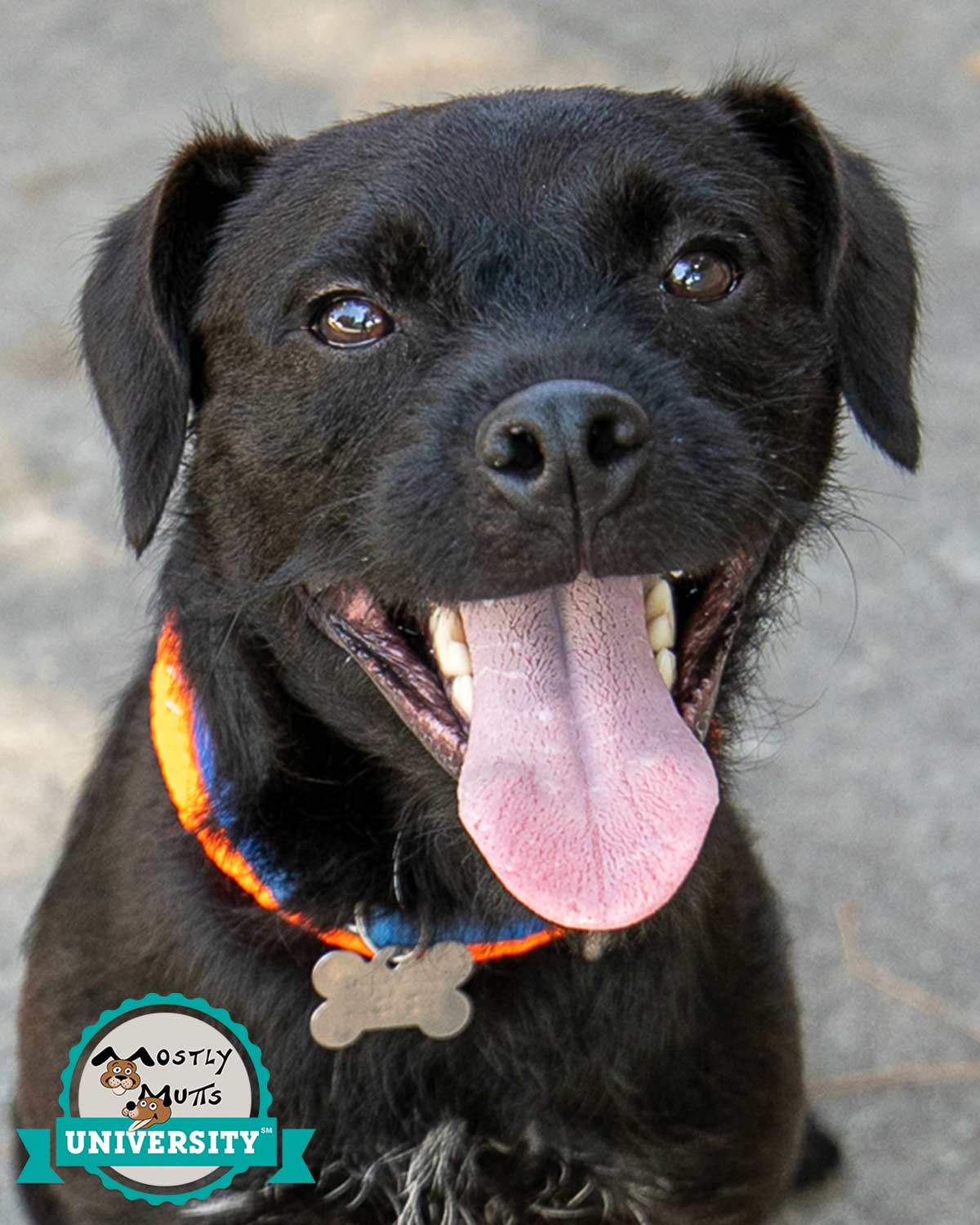 Clay, Adoptable, Adult Male Patterdale Terrier / Fell Terrier.