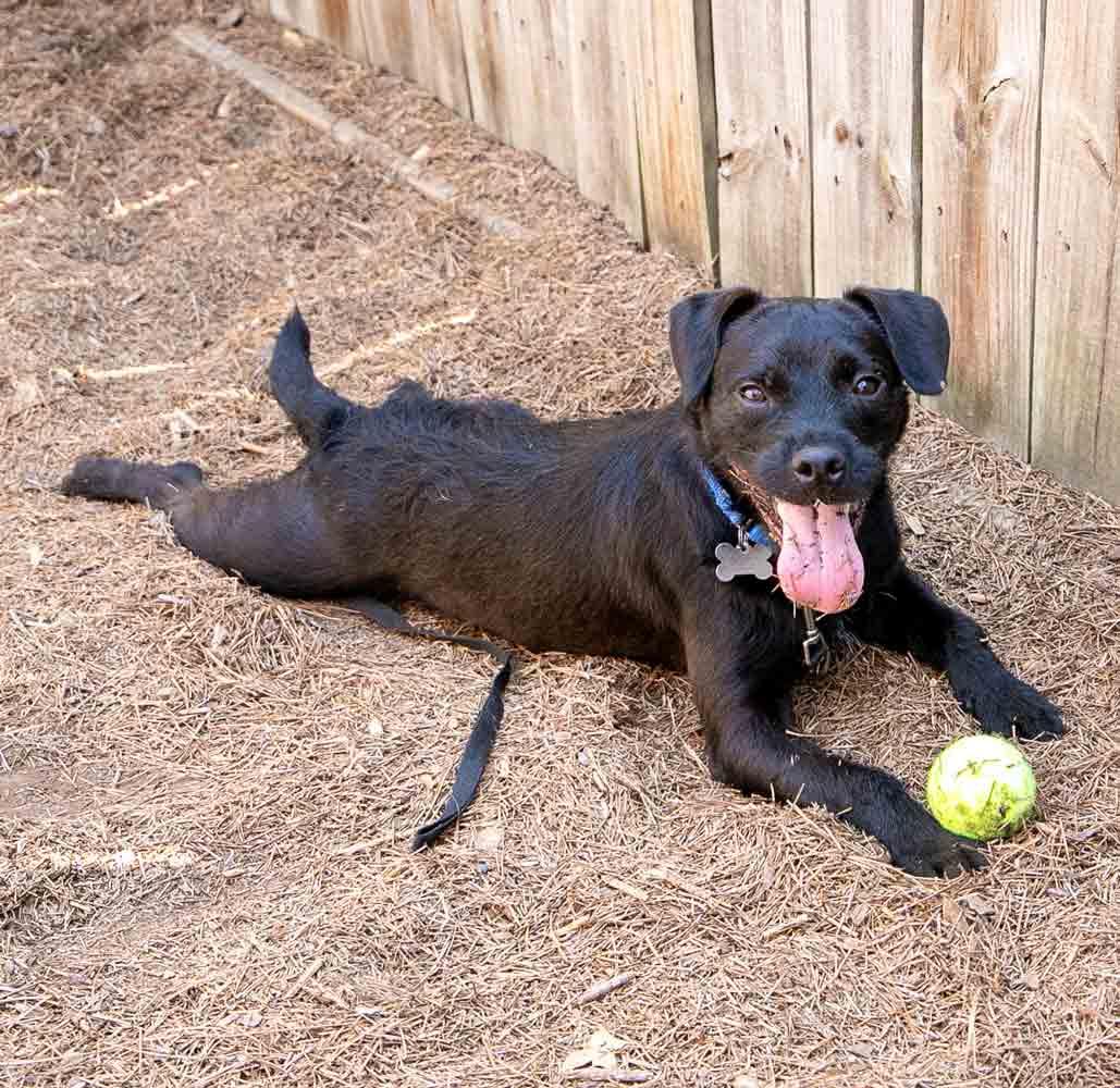 Enlarge Clay, a Adoptable mixed breed in Kennesaw, GA image 4/6