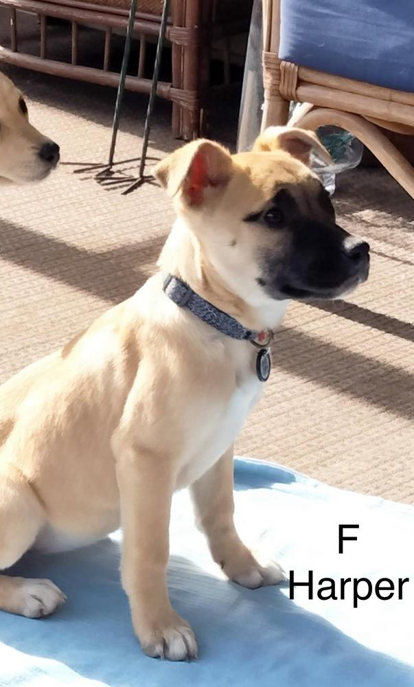 Harper, Adoptable, Puppy Female Black Mouth Cur & Shepherd.