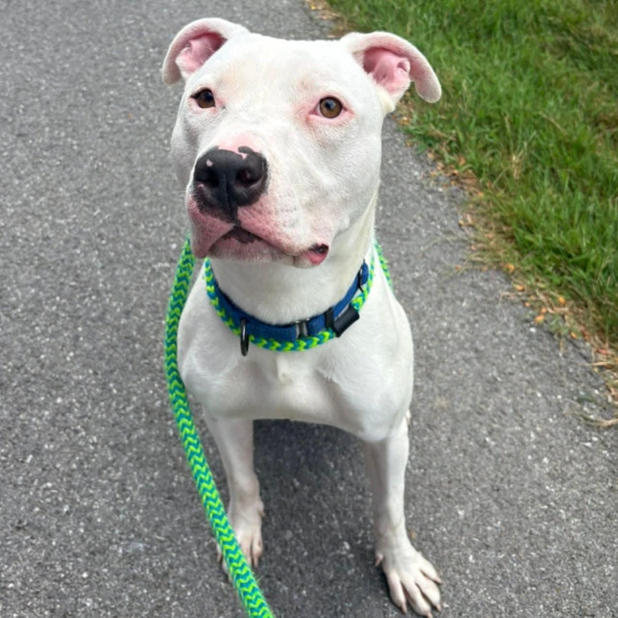 Queso, a Adoptable Terrier in North Syracuse, NY image 2/3