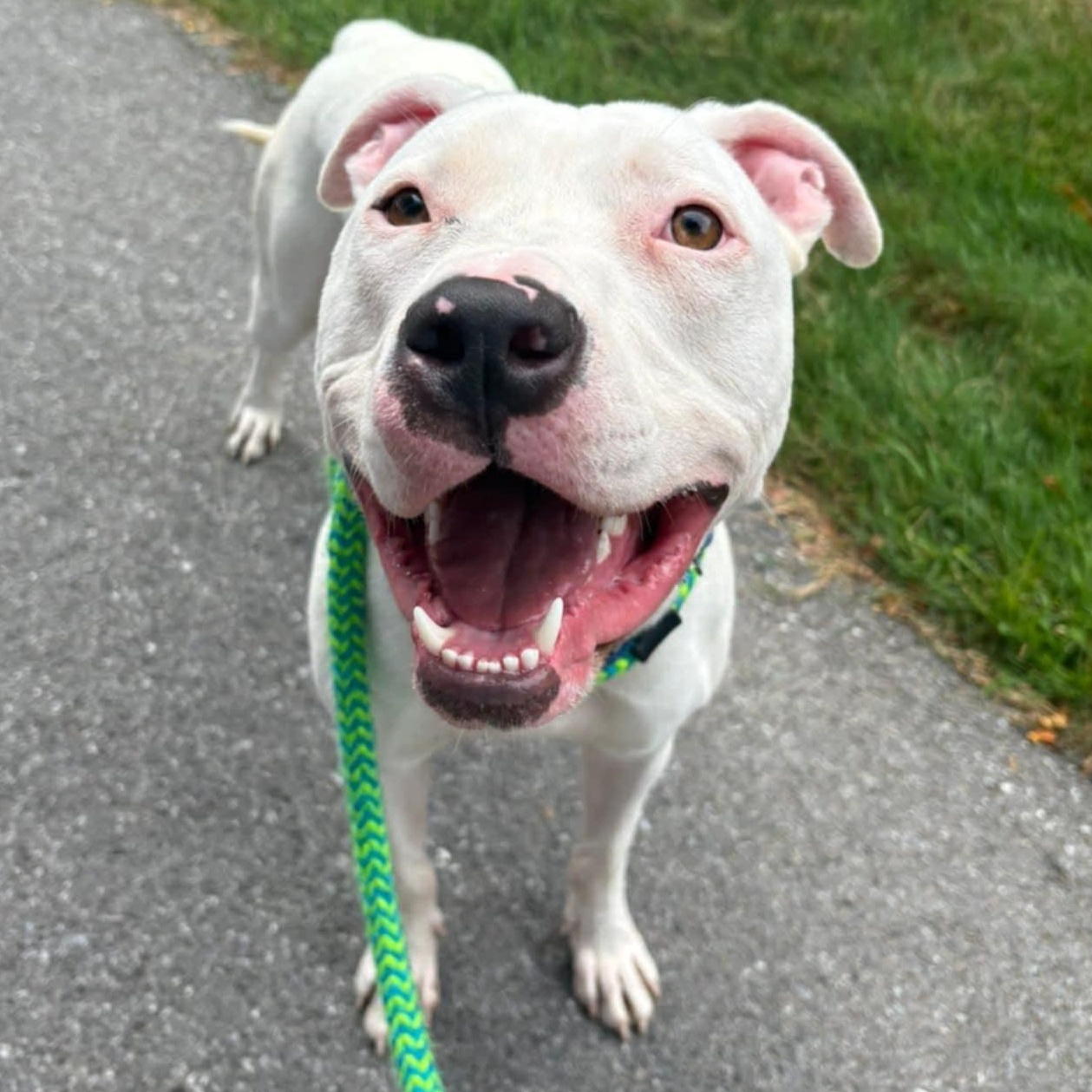 Queso, a Adoptable Terrier in North Syracuse, NY image 1/3