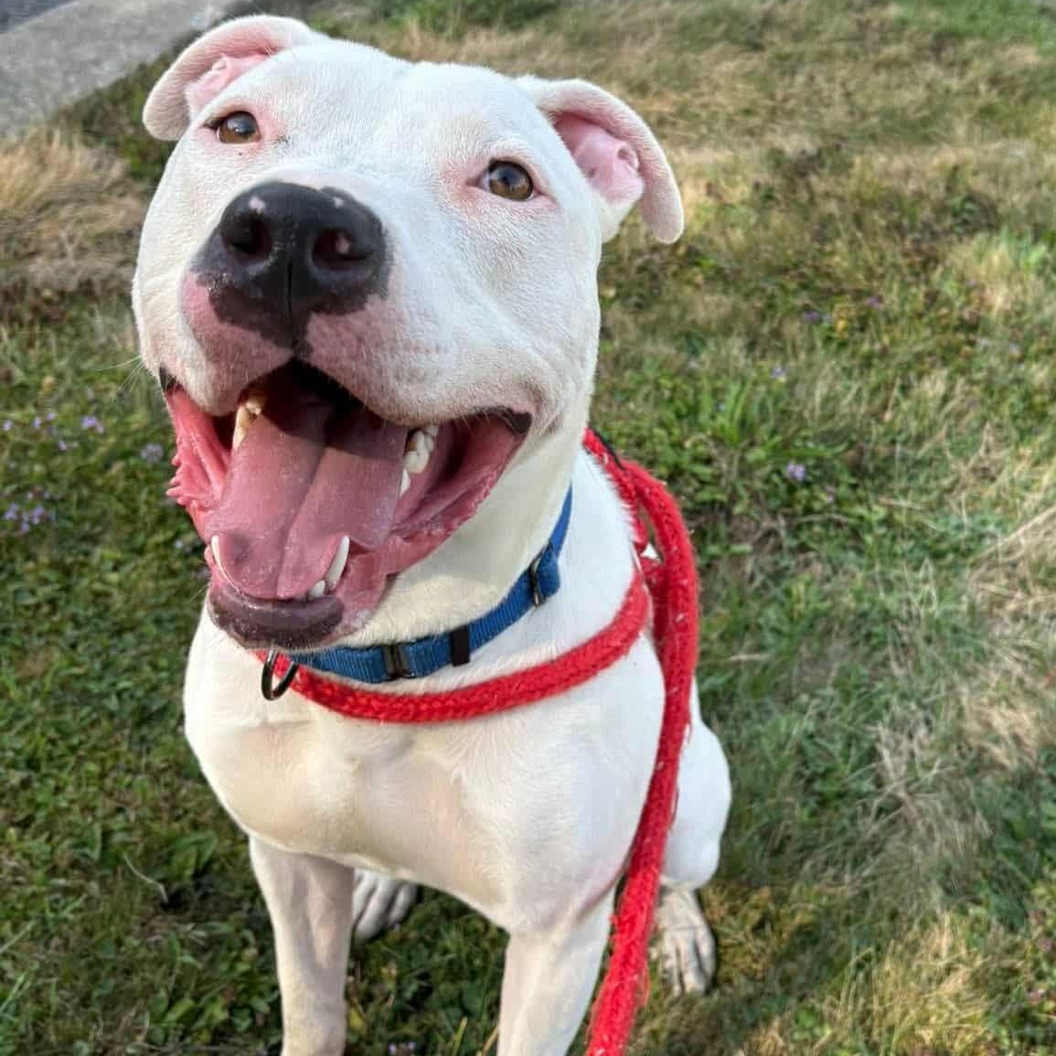Queso, a Adoptable Terrier in North Syracuse, NY image 3/3