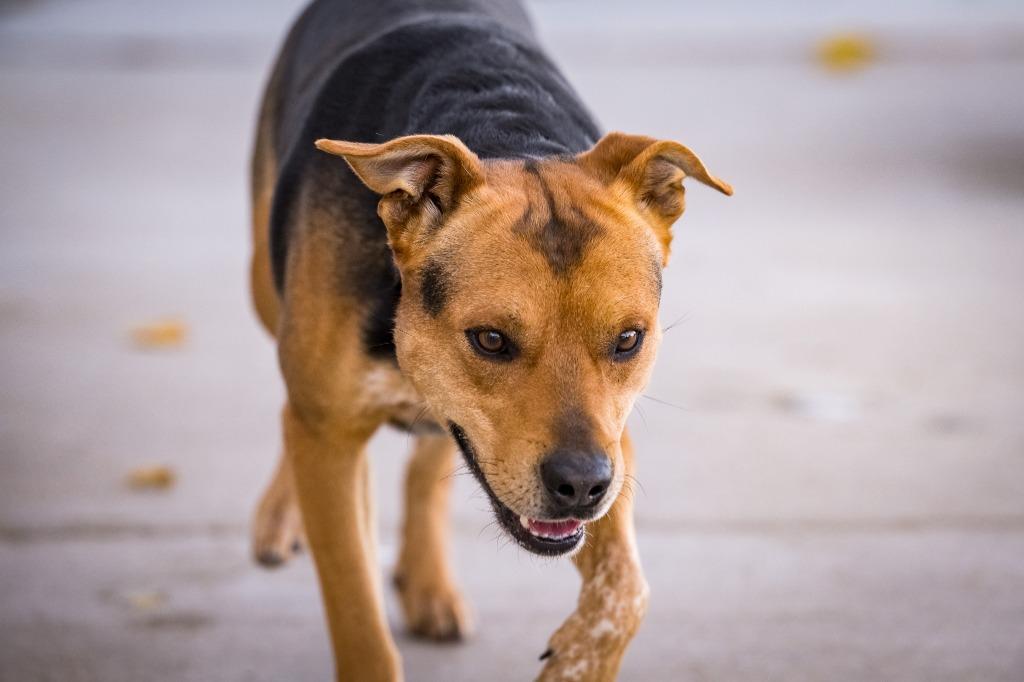 Enlarge Draco, a Adoptable mixed breed in Twentynine Palms, CA image 1/6