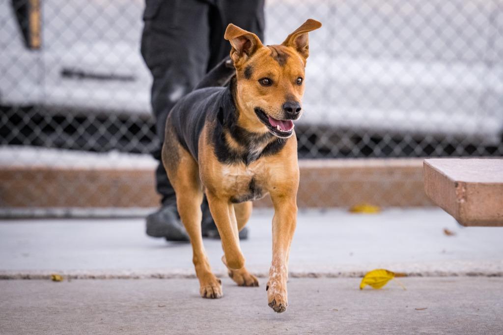 Enlarge Draco, a Adoptable mixed breed in Twentynine Palms, CA image 2/6