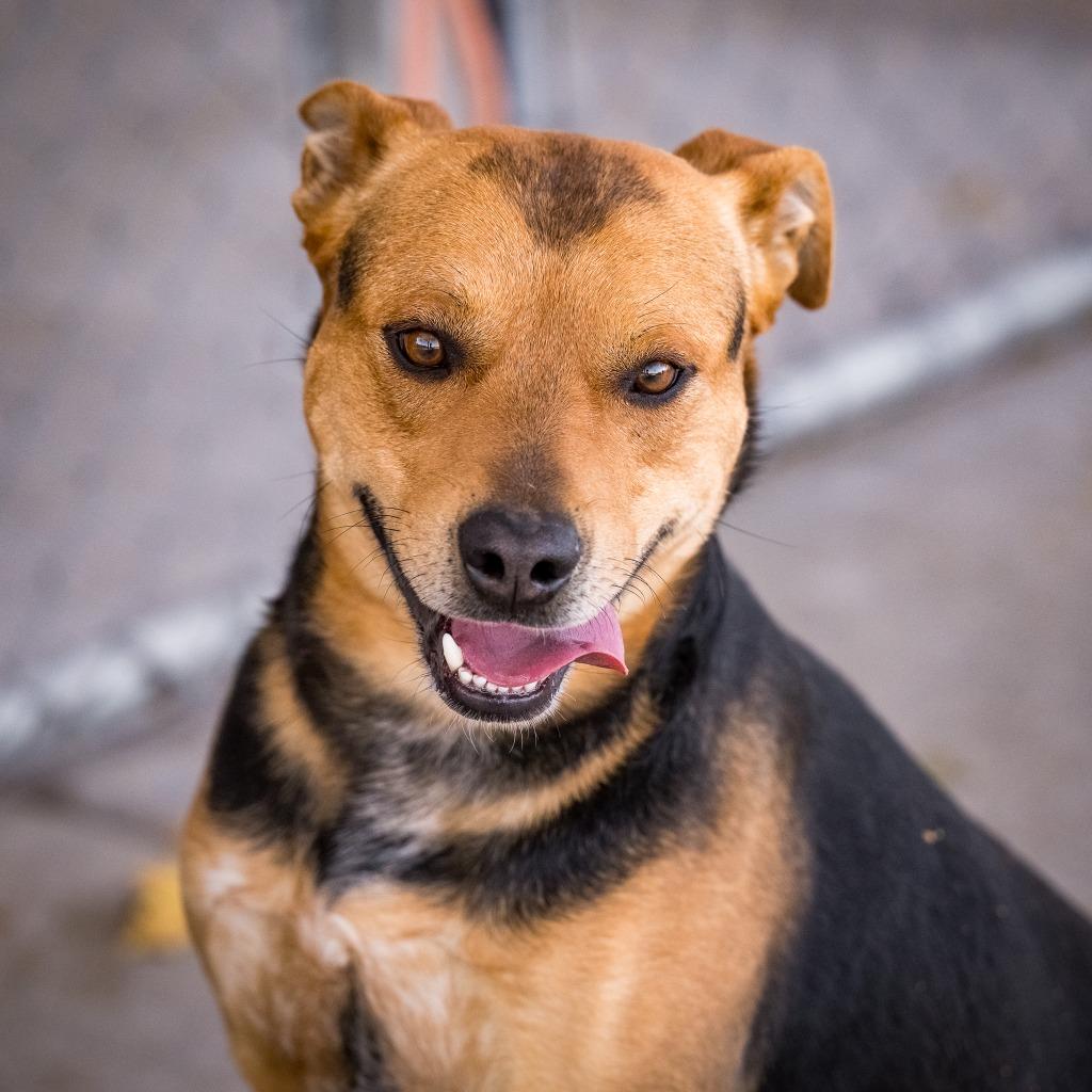 Enlarge Draco, a Adoptable mixed breed in Twentynine Palms, CA image 3/6