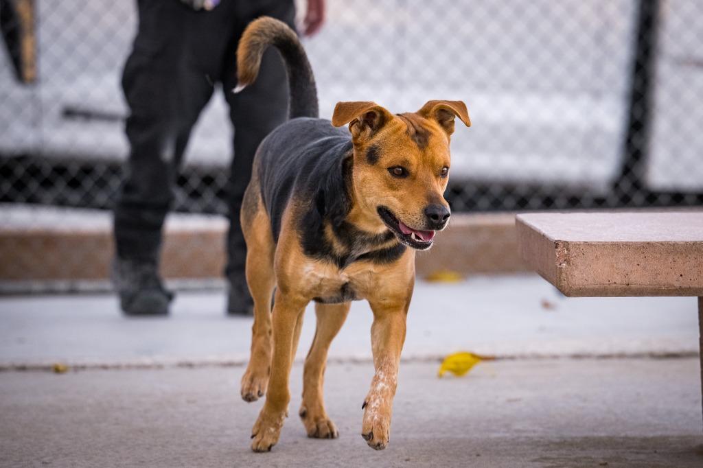 Enlarge Draco, a Adoptable mixed breed in Twentynine Palms, CA image 6/6