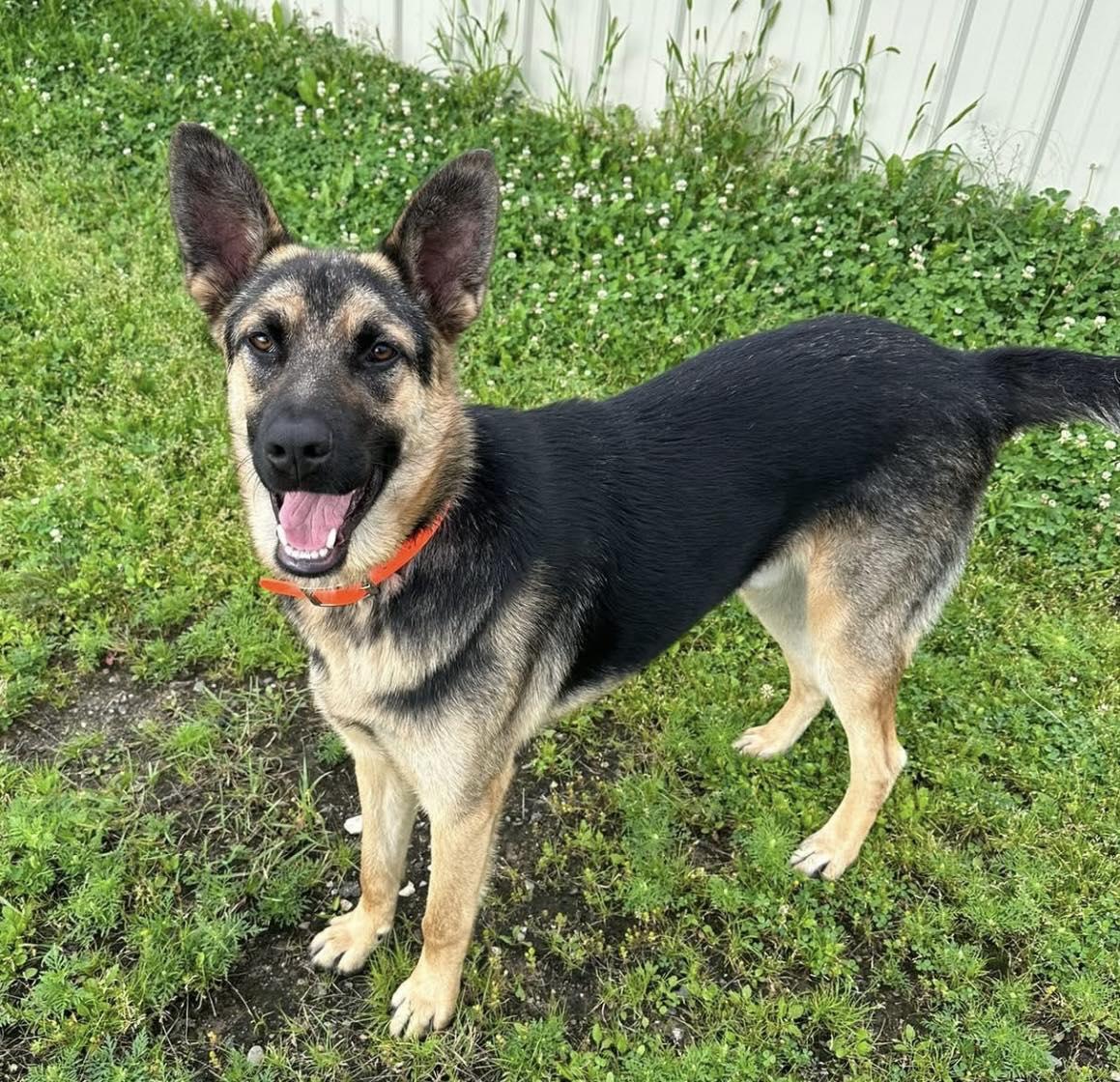 FINN, Adopted, Adult Male German Shepherd Dog.