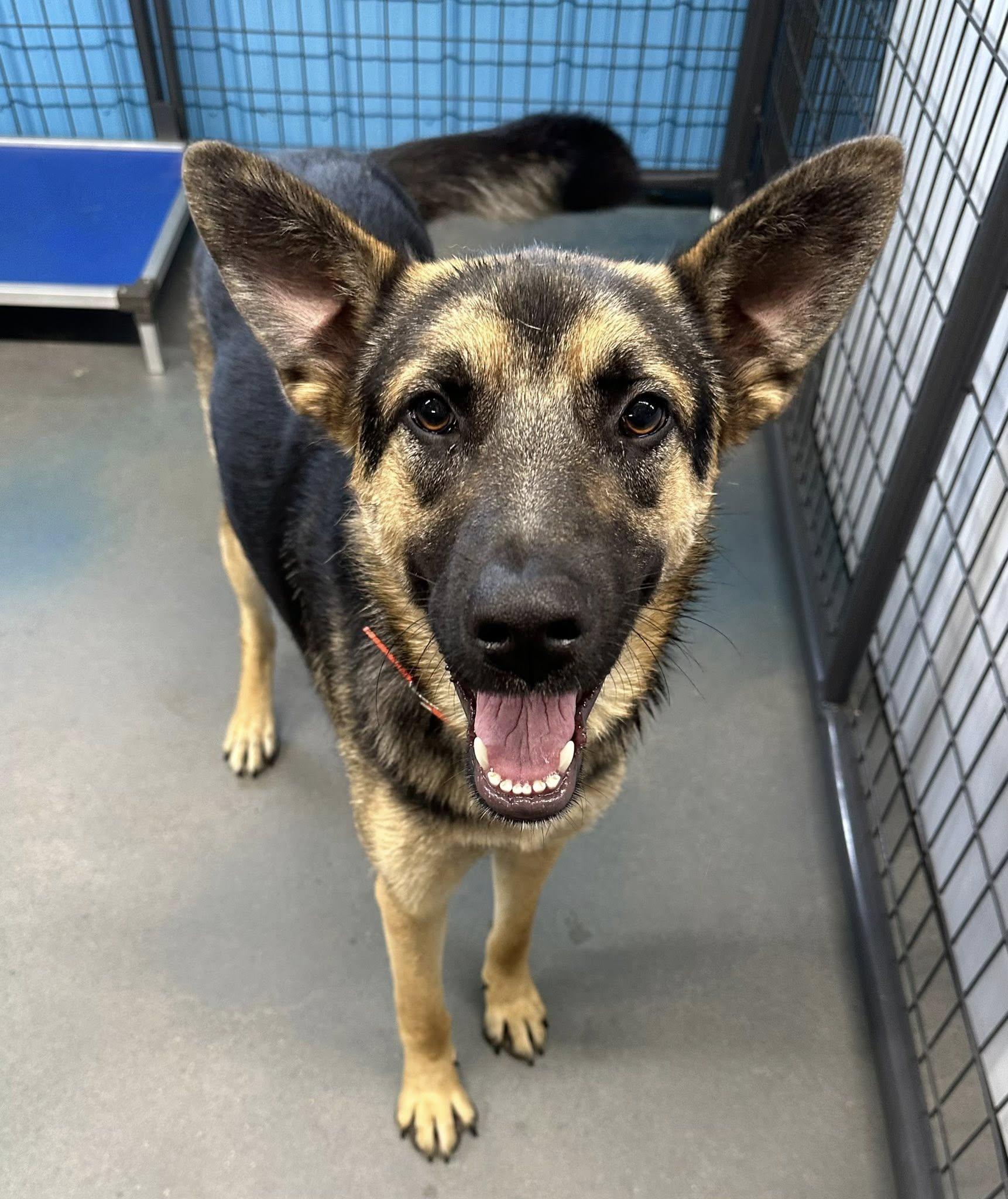 Enlarge FINN, a Adopted mixed breed in Baudette, MN image 2/2