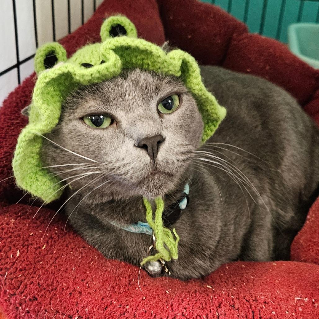 Milo — thumbnail 2