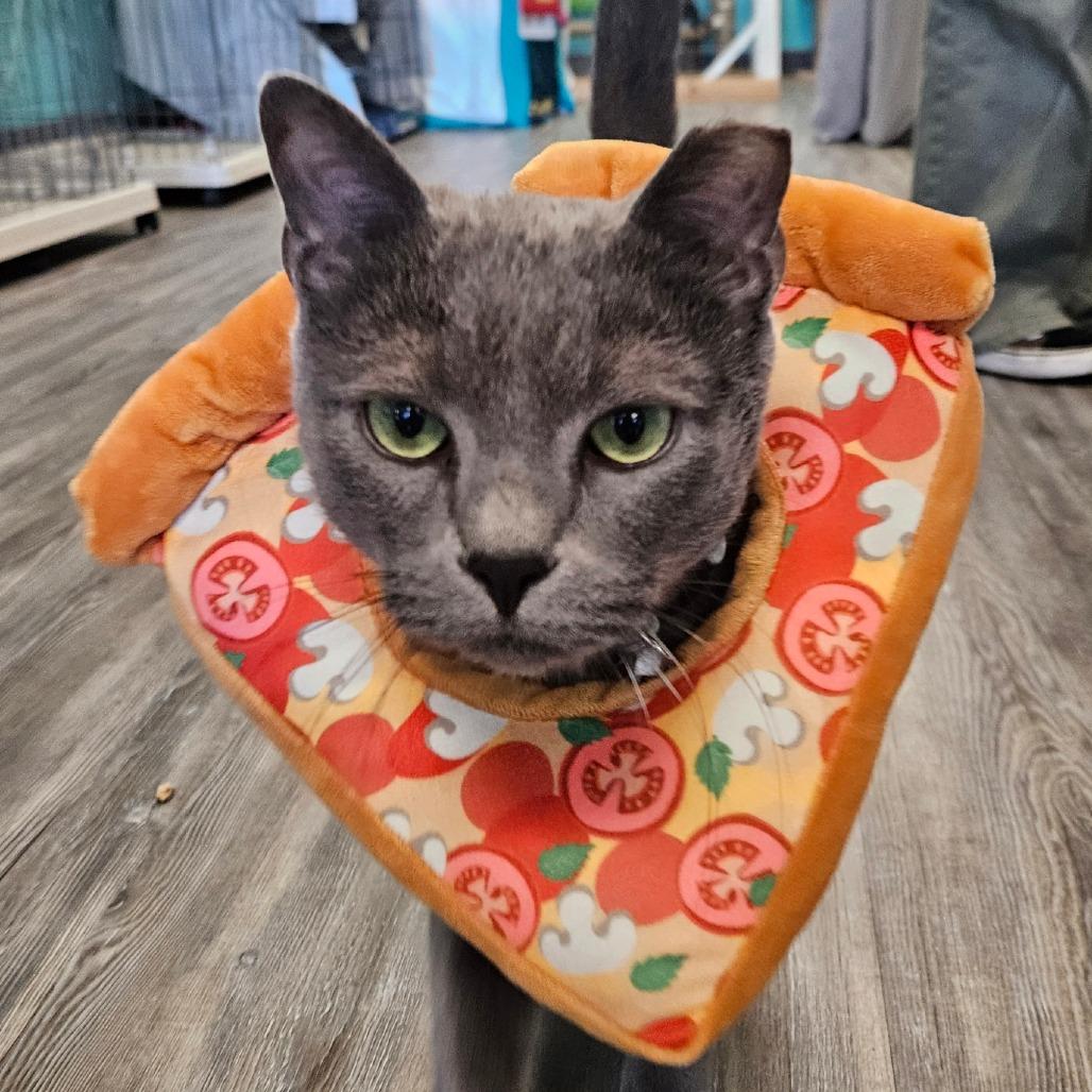 Milo — thumbnail 3