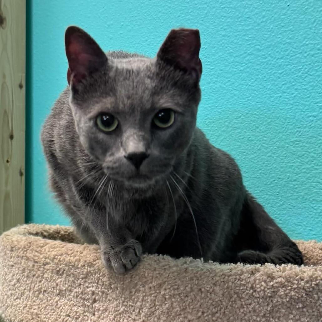 Milo — thumbnail 4