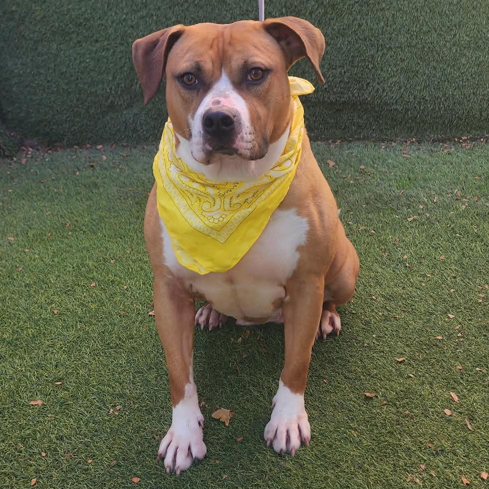 Mazi — thumbnail 4