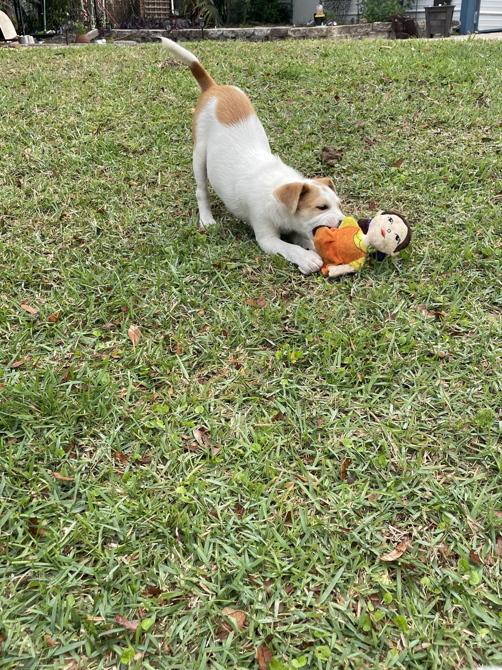 Heath, a Adoptable mixed breed in Mobile, AL image 1/3