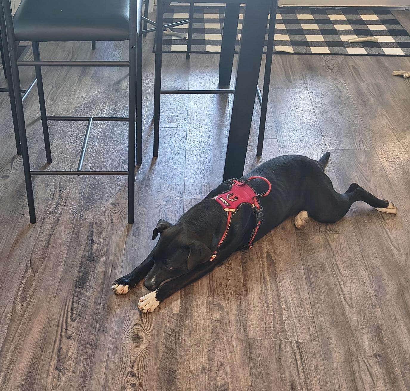 Enlarge Avelina, a Adoptable mixed breed in Denver, CO image 1/2