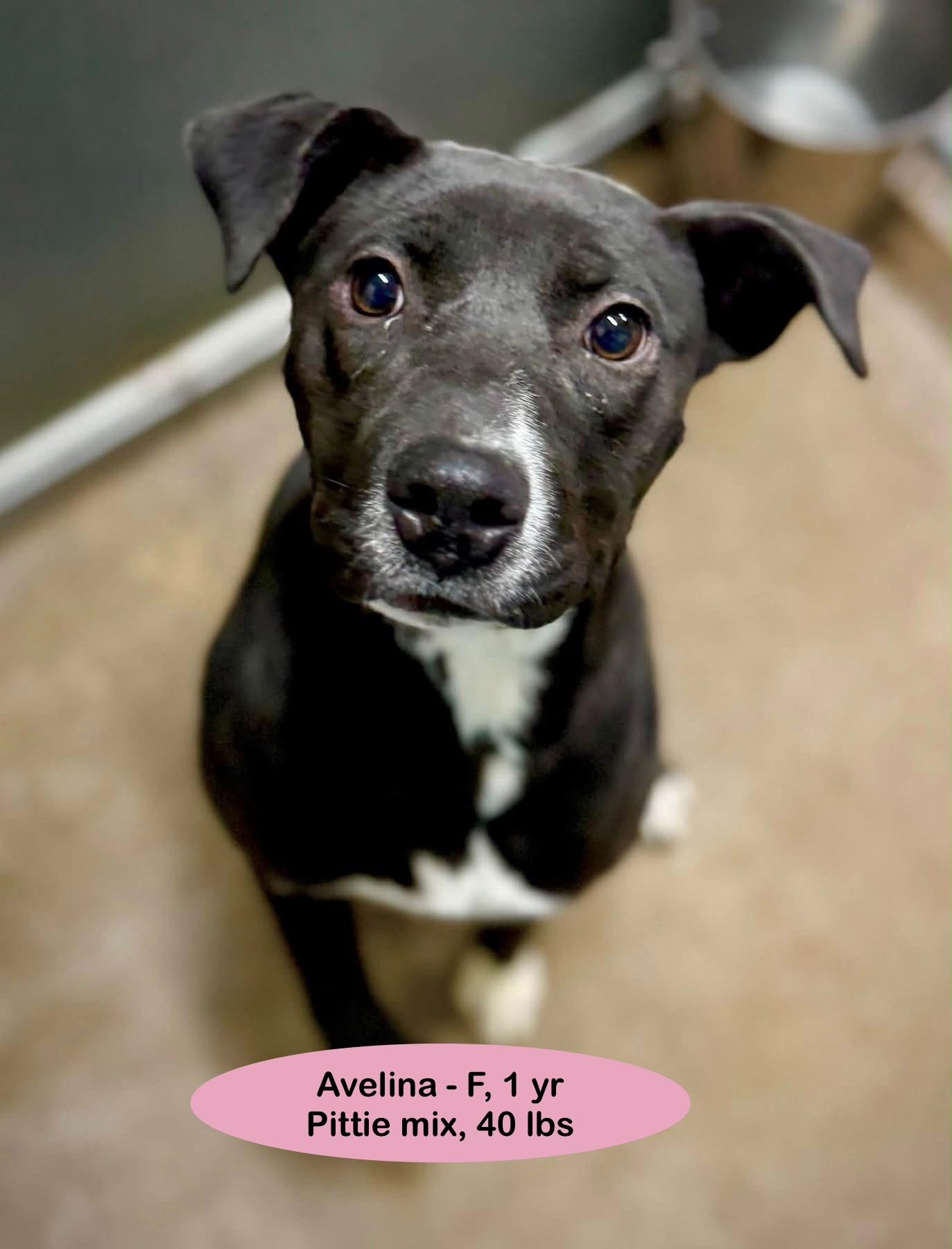 Enlarge Avelina, a Adoptable mixed breed in Denver, CO image 2/2