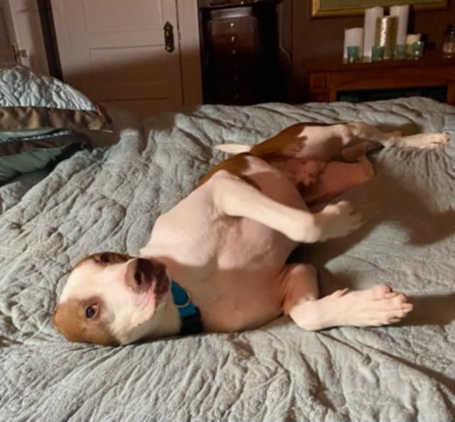 Enlarge Chance, a Adoptable mixed breed in Wantagh, NY image 2/6