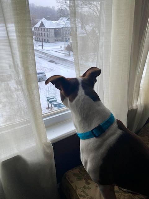 Enlarge Chance, a Adoptable mixed breed in Wantagh, NY image 5/6