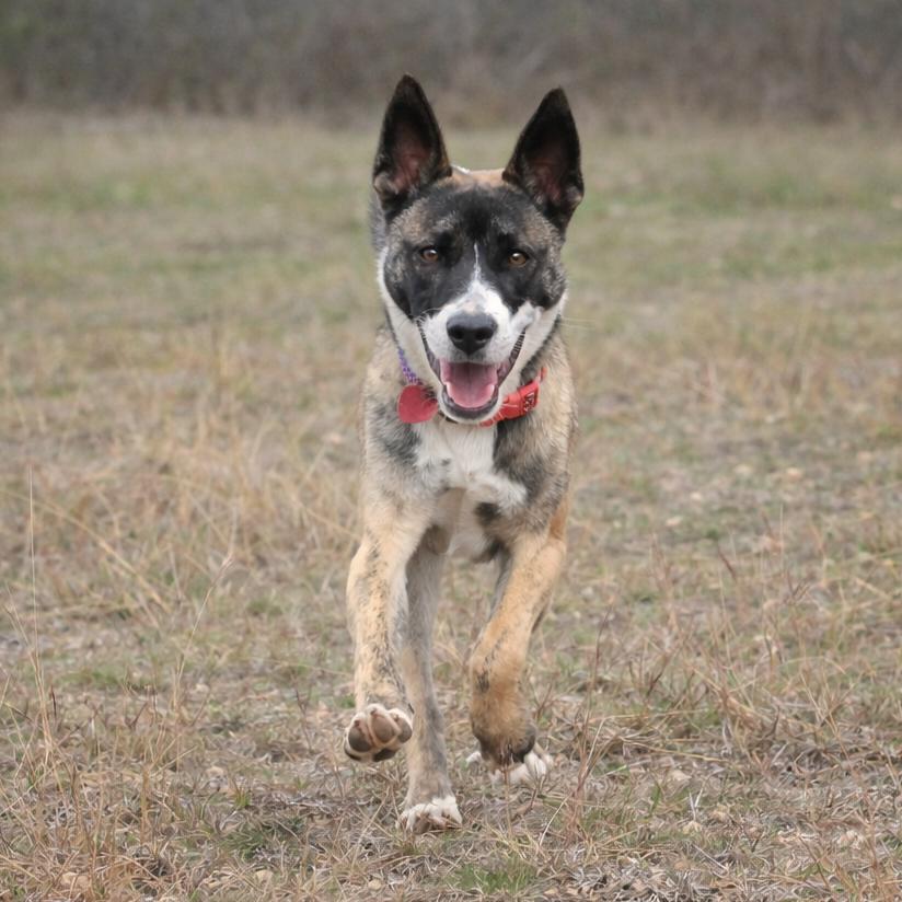 Enlarge Onyx, a Adoptable mixed breed in Wimberley, TX image 1/6
