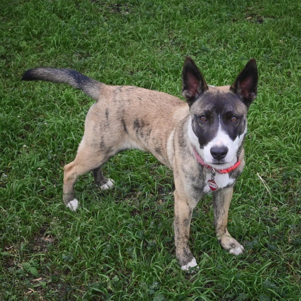 Enlarge Onyx, a Adoptable mixed breed in Wimberley, TX image 3/6