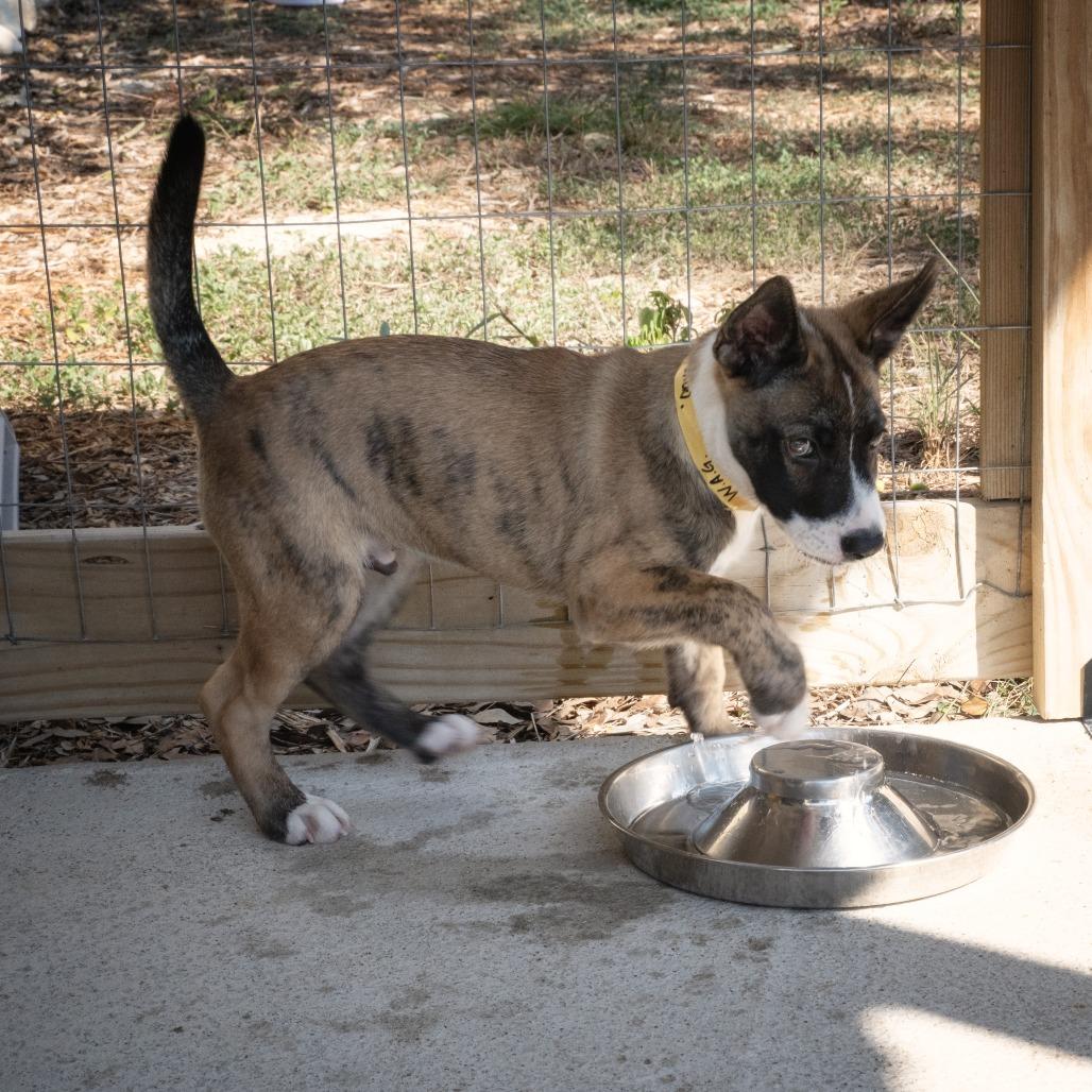 Onyx, Adoptable, Young Male Husky.