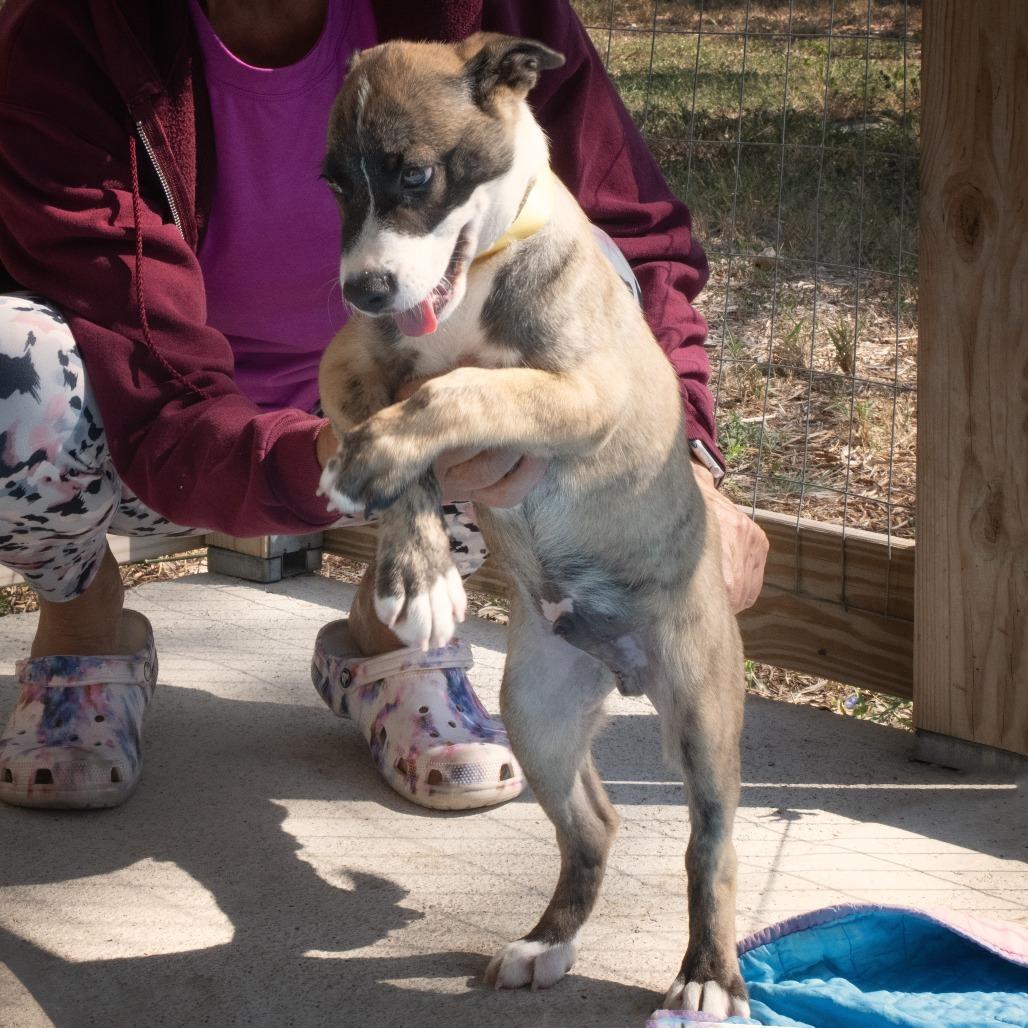 Onyx, a Adoptable mixed breed in Wimberley, TX image 4/6