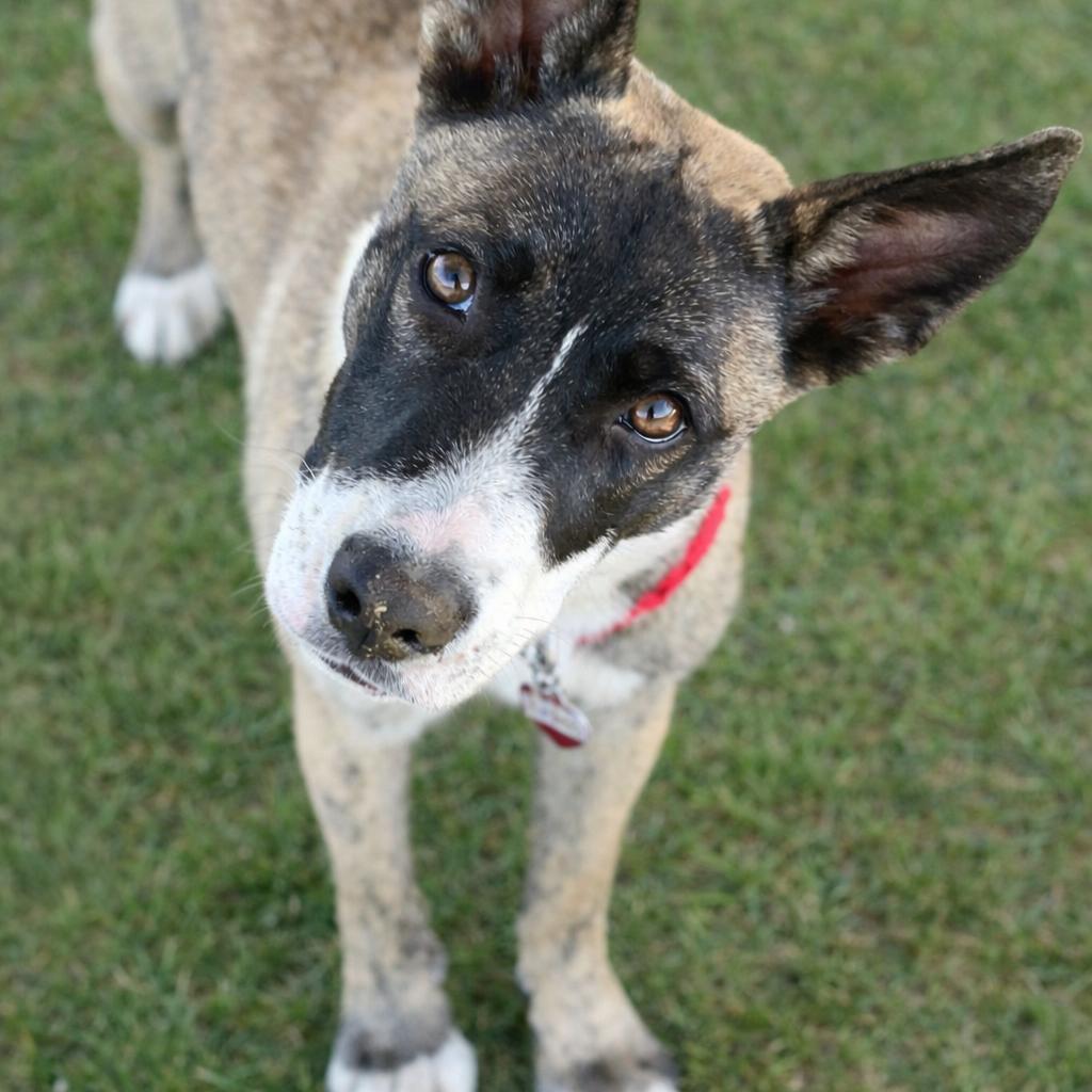 Enlarge Onyx, a Adoptable mixed breed in Wimberley, TX image 5/6