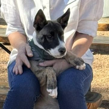 Onyx, a Adoptable mixed breed in Wimberley, TX image 5/6