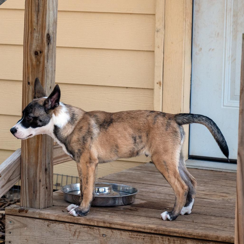 Onyx, a Adoptable mixed breed in Wimberley, TX image 6/6