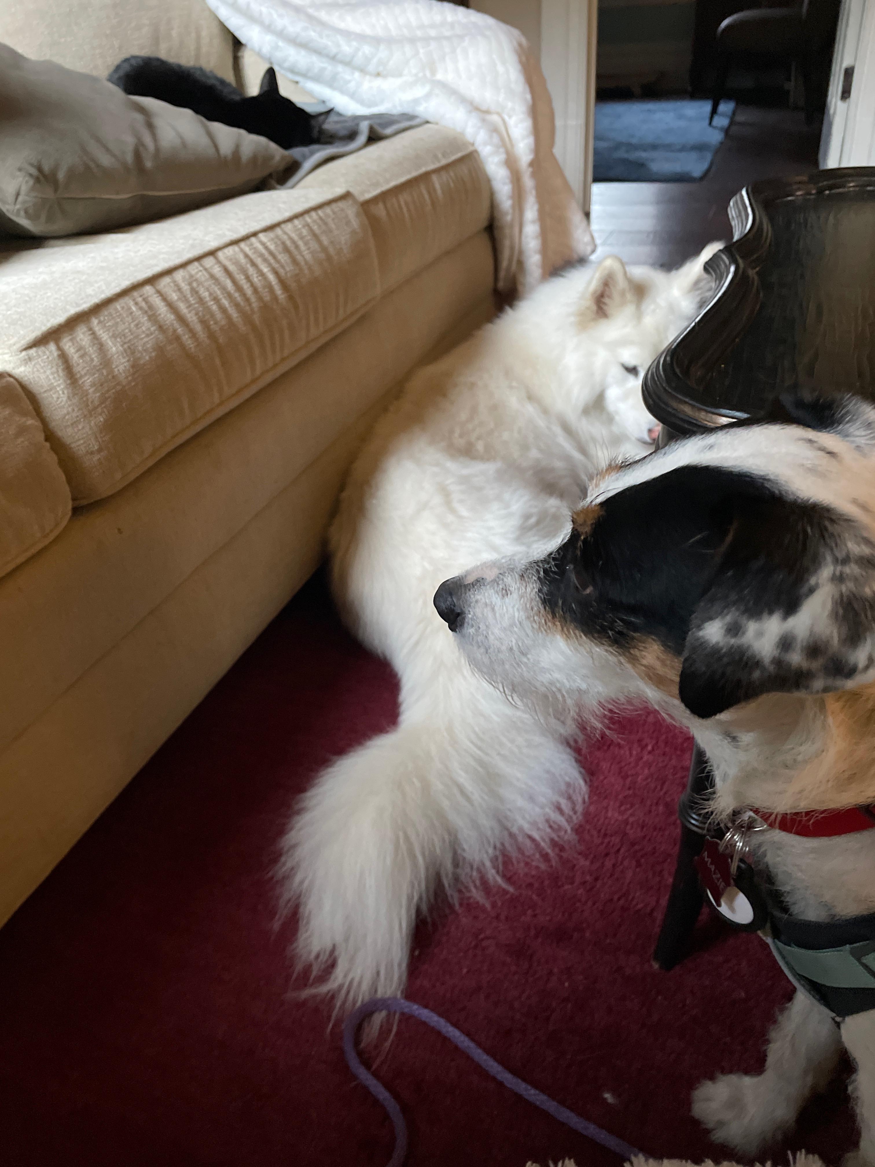 Maizie, an adopted mixed breed in Petaluma, CA image 1/5