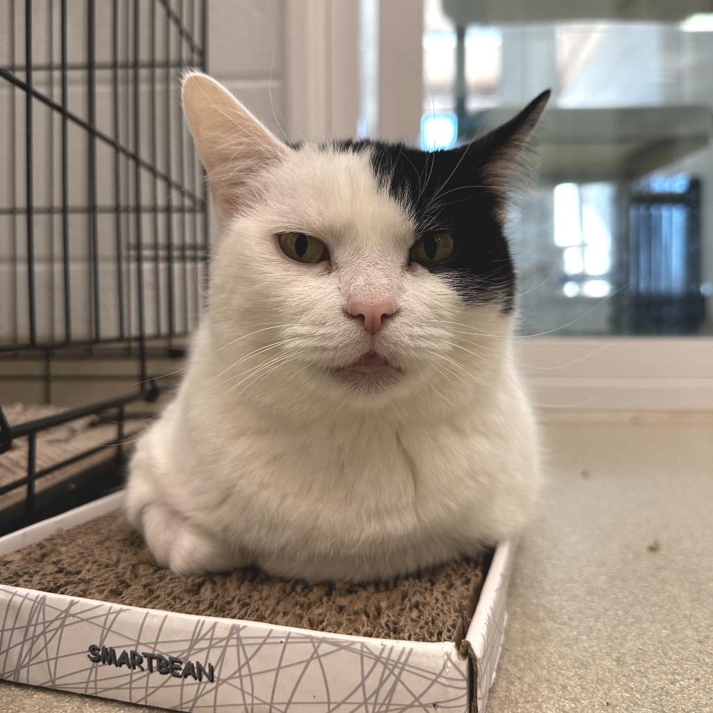 Enlarge Cruella, a Adoptable Domestic Short Hair in Marshall, VA image 1/6