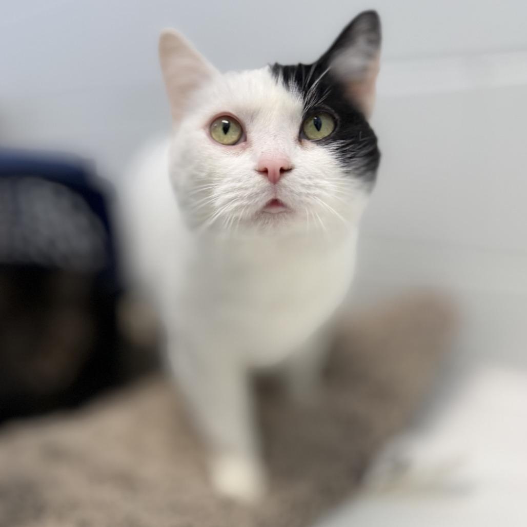 Enlarge Cruella, a Adoptable Domestic Short Hair in Marshall, VA image 2/6