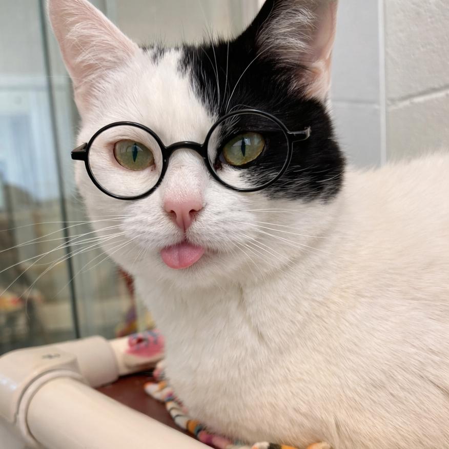 Enlarge Cruella, a Adoptable Domestic Short Hair in Marshall, VA image 4/6