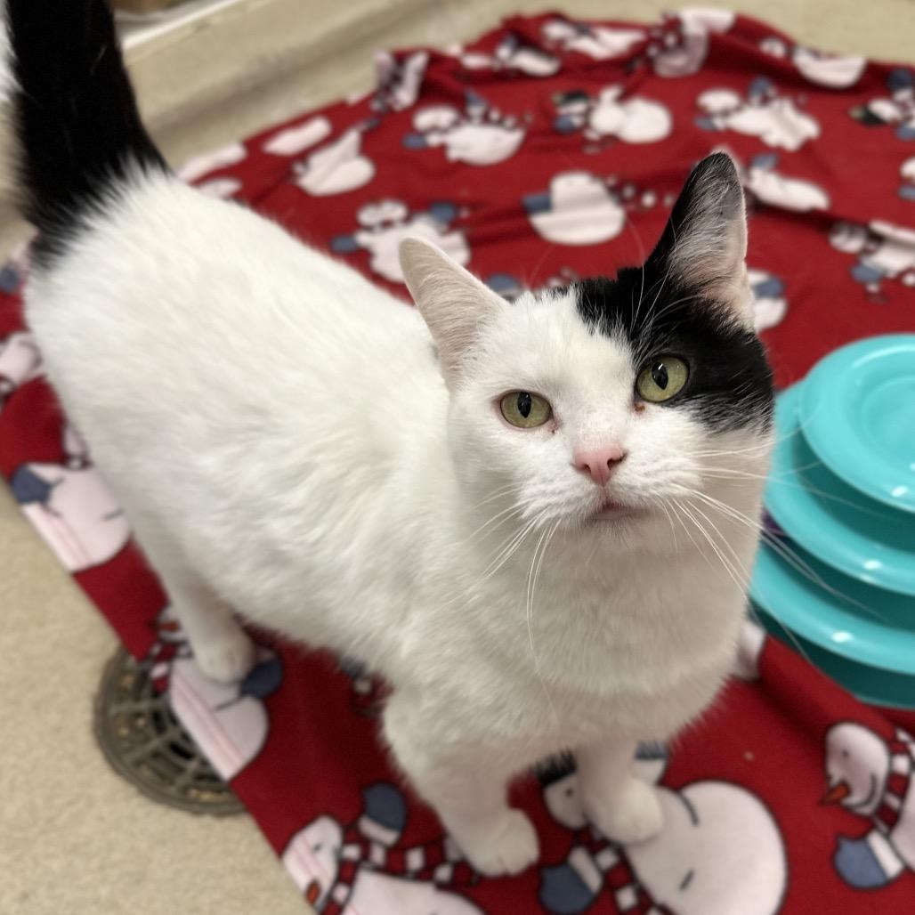 Enlarge Cruella, a Adoptable Domestic Short Hair in Marshall, VA image 5/6