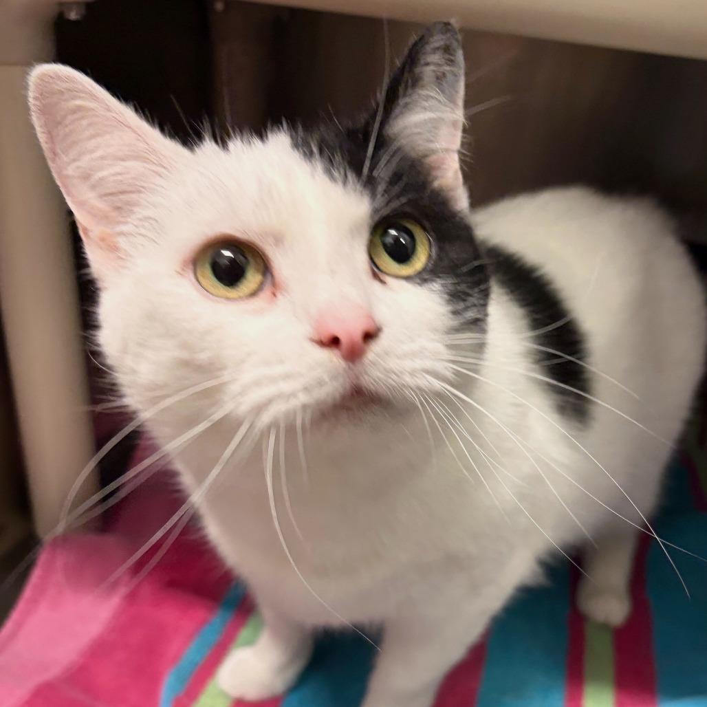 Enlarge Cruella, a Adoptable Domestic Short Hair in Marshall, VA image 6/6