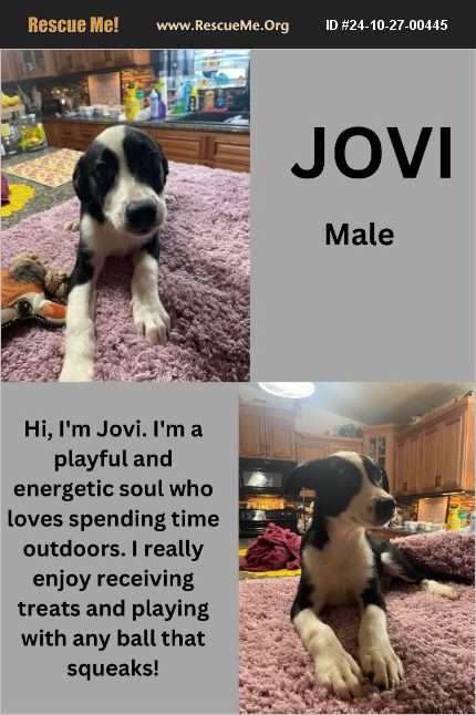 Enlarge Jovi, a Adoptable mixed breed in White Plains, MD image 1/1