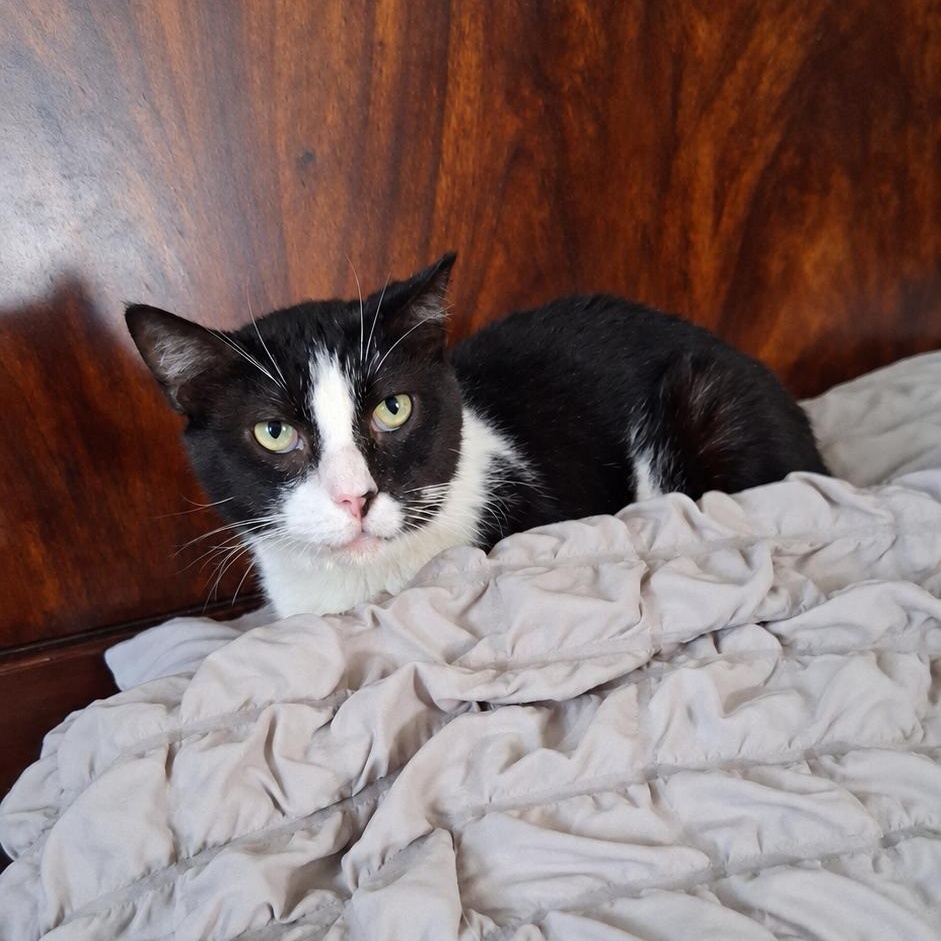 Enlarge Mr. Winston Purrcy, a Adoptable Domestic Short Hair in Columbia, SC image 5/5
