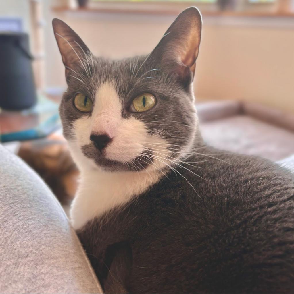 Violet (aka Penelope), a Adoptable Domestic Short Hair in Falls Church, VA image 5/6