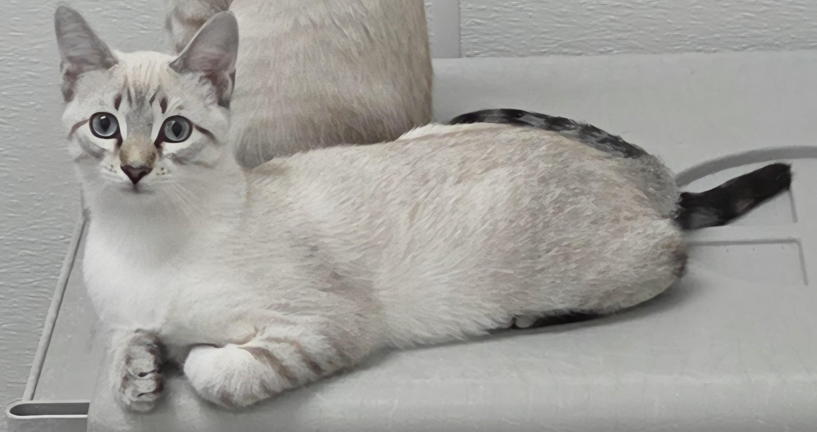 Atlas, adoptable, Kitten Male Siamese.