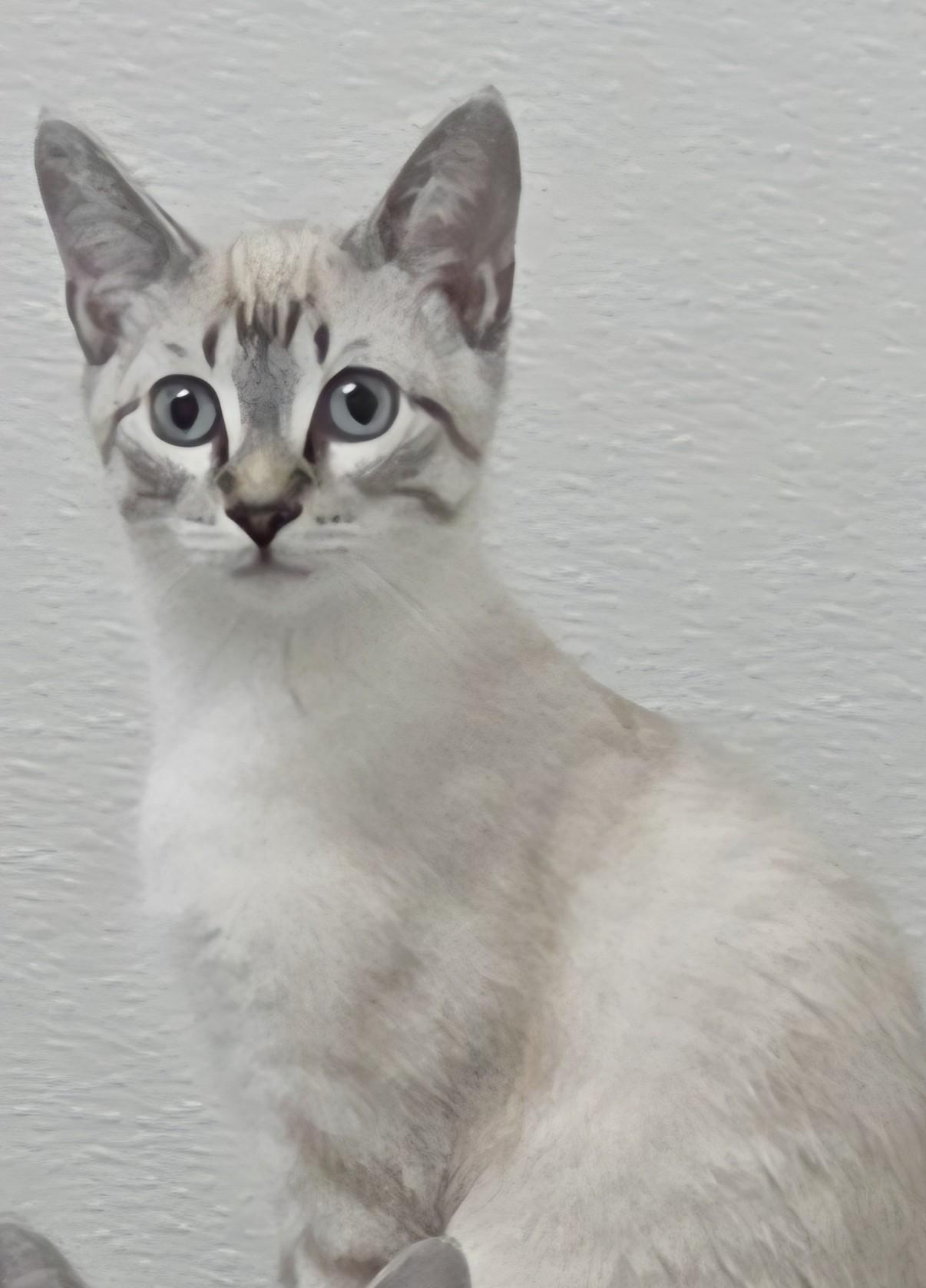 Atlas, an adoptable Siamese in Anna, IL image 3/6