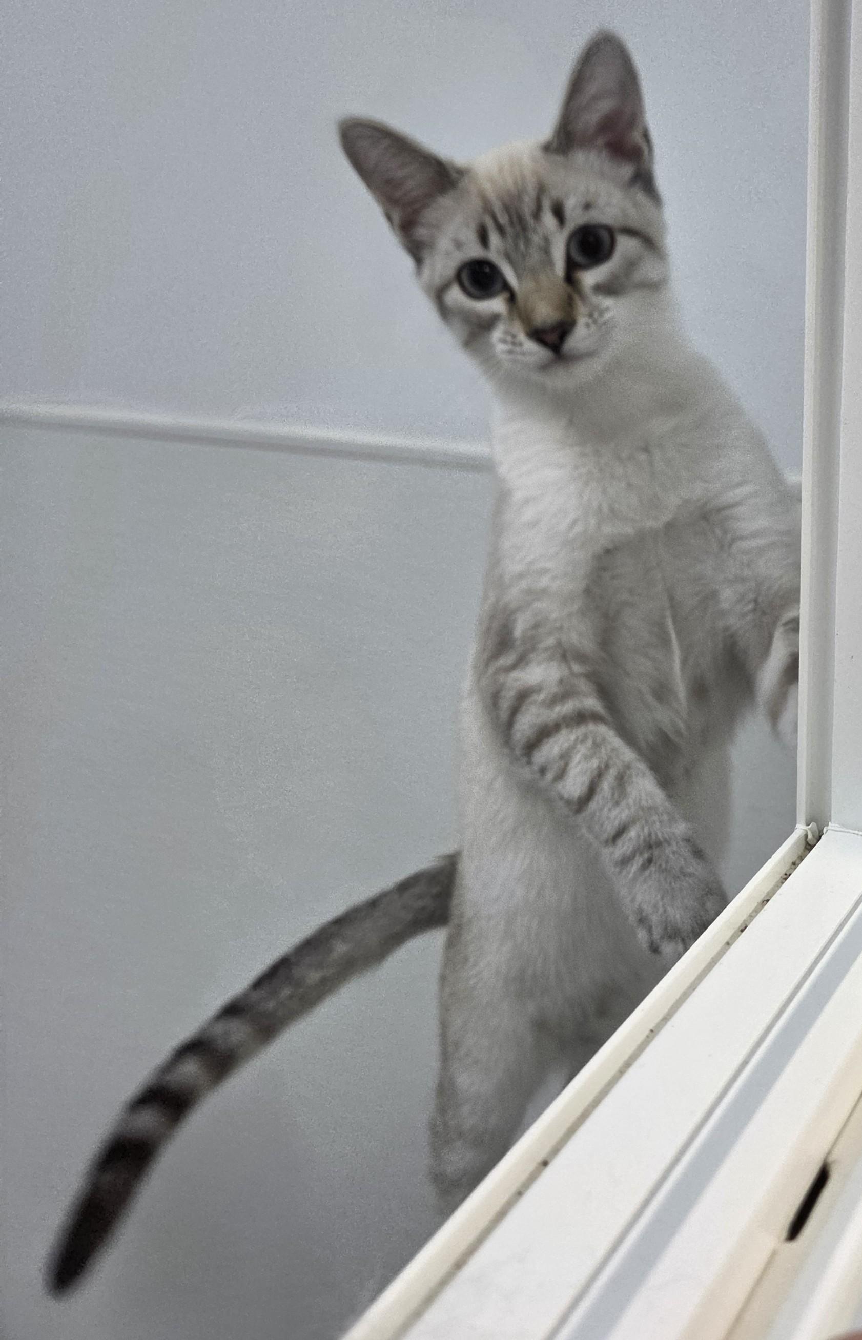 Atlas, an adoptable Siamese in Anna, IL image 4/6