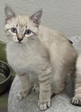 Atlas, an adoptable Siamese in Anna, IL image 3/6