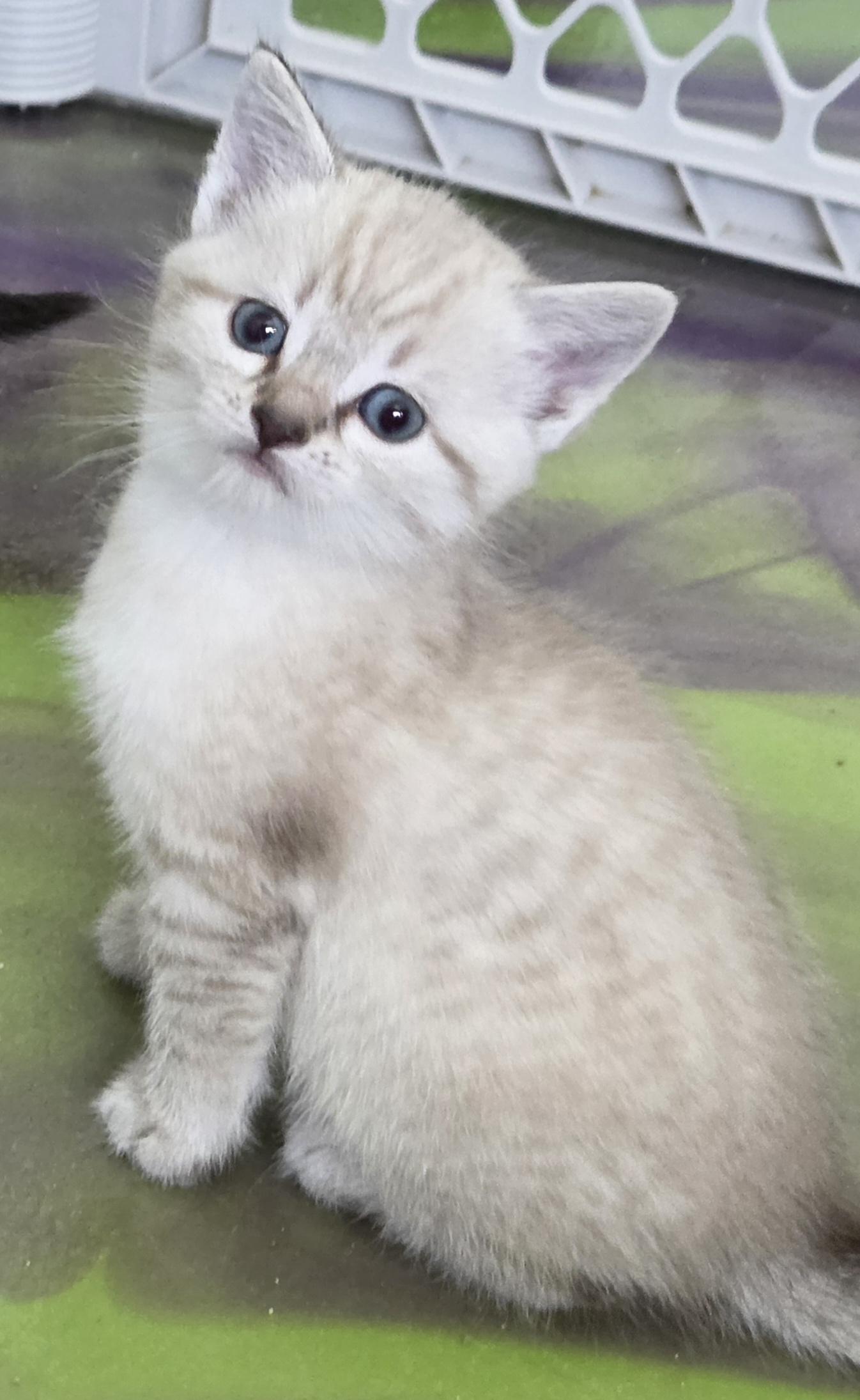 Atlas, an adoptable Siamese in Anna, IL image 5/6