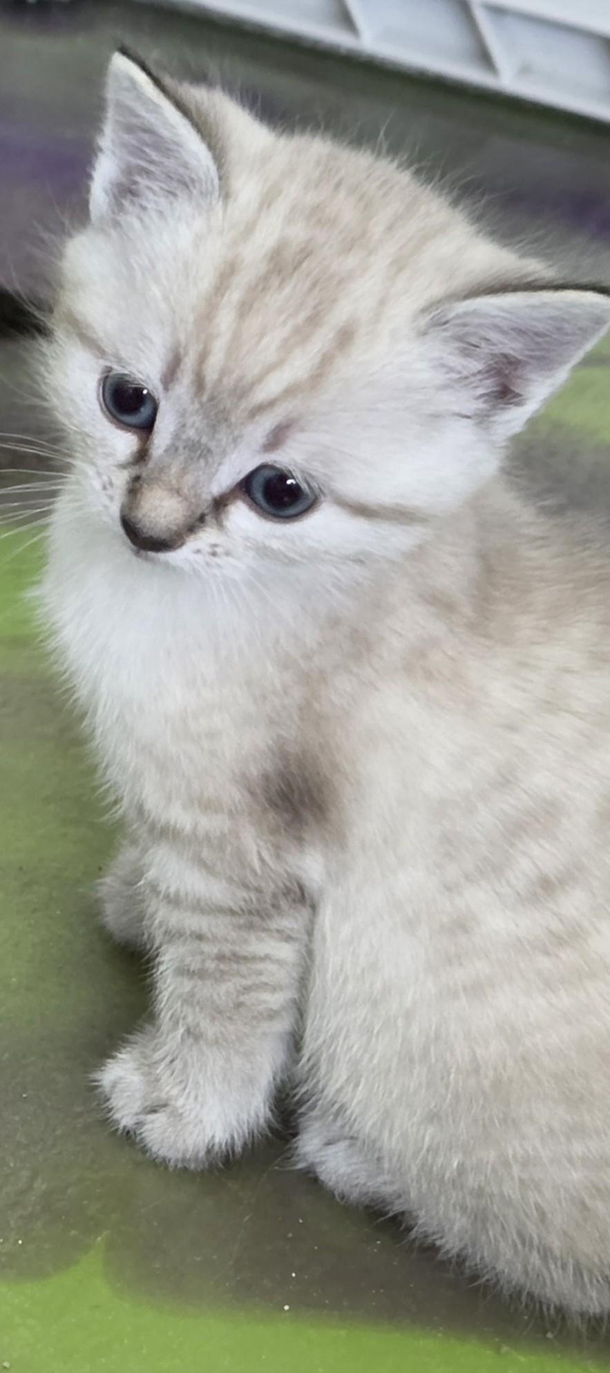 Atlas, an adoptable Siamese in Anna, IL image 6/6