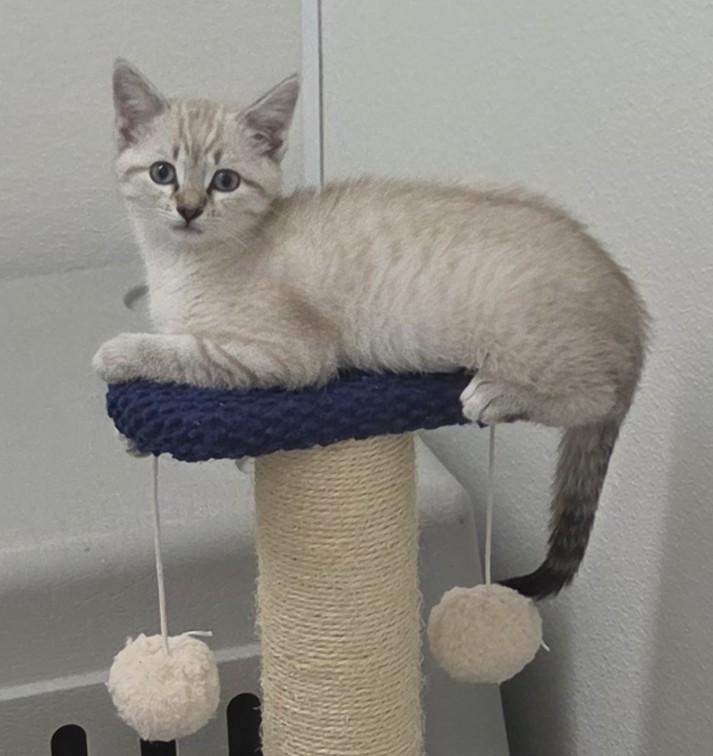 Atlas, an adoptable Siamese in Anna, IL image 2/6