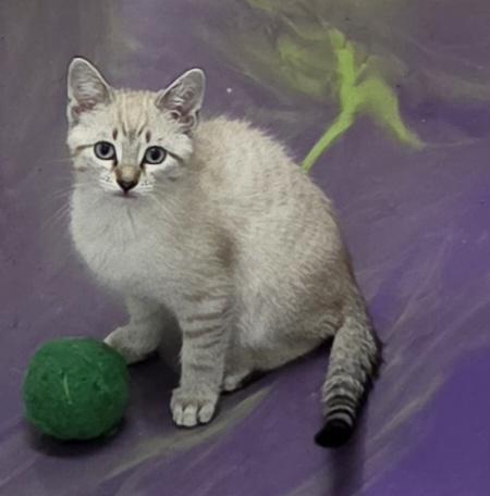 Atlas, an adoptable Siamese in Anna, IL image 1/6